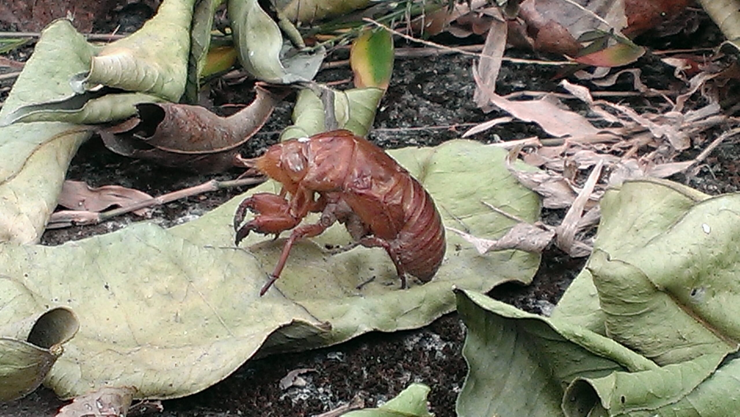 天樊夜闔　卷八：枯蟬