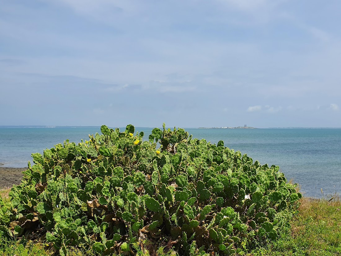 紅雲第二十五章